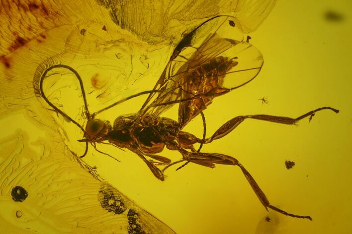 Detailed Fossil Wasp (Hymenoptera) In Baltic Amber #183559